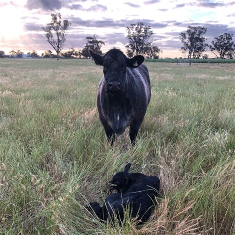 Preventing Grass Tetany In Cattle Chemvet Australia