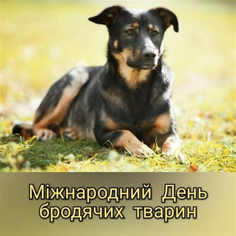 Pin by Snitko Vladislav on 4 квітня April Dogs Animals