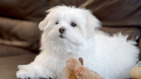 Common Dog Eye Problems And Solutions Bechewy