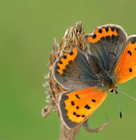 Big Butterfly Count