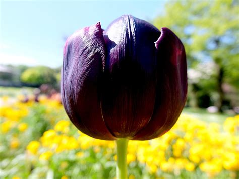 Black Tulip By Clangston On Deviantart