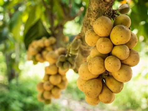 23 Filipino Fruits You Need To Try Photos Bacon Is Magic