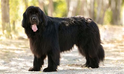 terre neuve caractere education sante guide complet