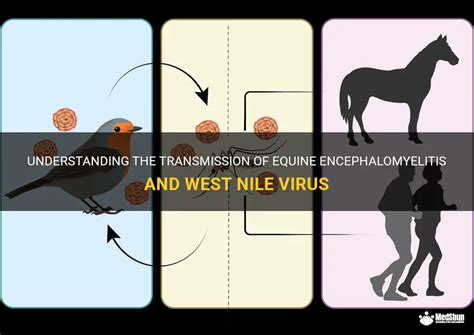 Understanding The Transmission Of Equine Encephalomyelitis And West