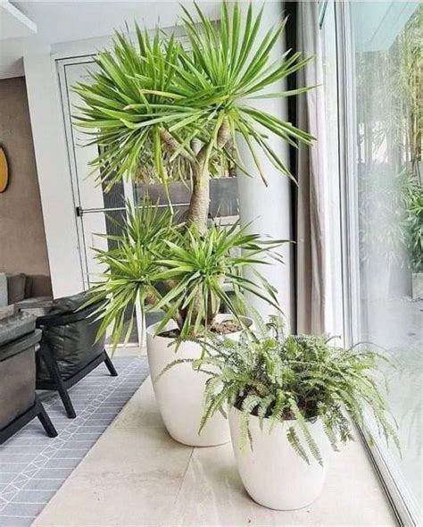 10 Indoor Plants That Look Like Palm Trees Balcony Garden Web