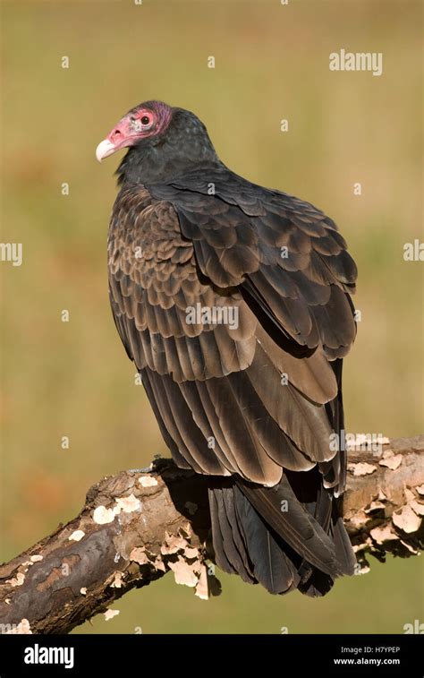 Turkey Vulture Cathartes Aura Howell Nature Center Michigan Stock