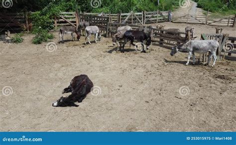 Donkey Farm. Aerial Drone View Over Many Donkeys Standing and Lying in ...