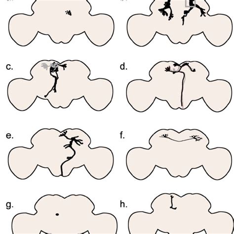 Sex Determination Cascade In Drosophila The Genes Fruitless Fru And