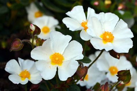 Cistus Corbariensis Ground Cover Plants Hopes Grove Nurseries