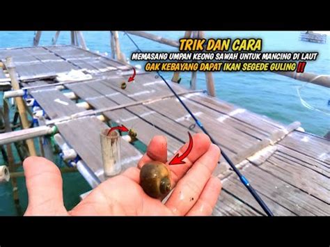 Banyak Yang Tidak Tahujika Mancing Di Laut Pakai Umpan Keong Sawah