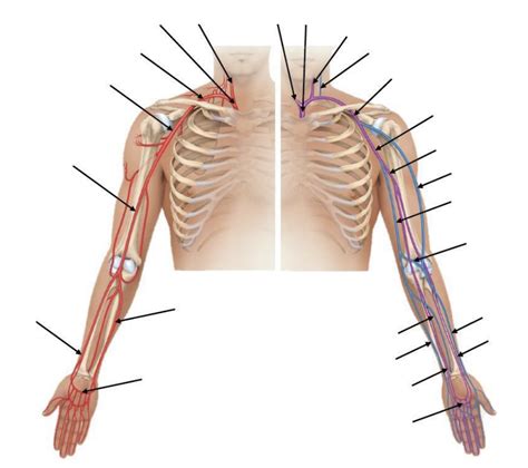 Arteries And Veins Of The Arm Diagram Quizlet