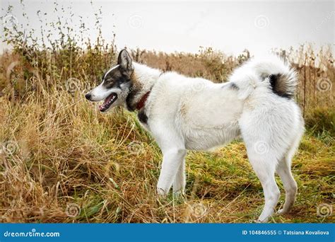 Husk Dog Husky Dog On The Background Of Grass The Dog Is Close Up