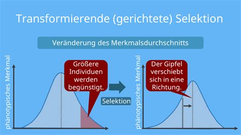 Selektion einfach erklärt Selektionsarten mit Video