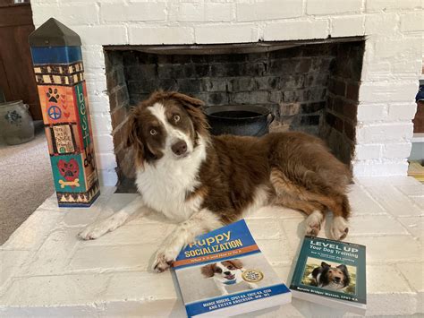 Dog Training Books for Dog Lovers - Cold Nose College