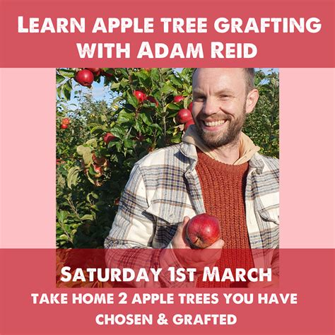 apple tree grafting tool 11