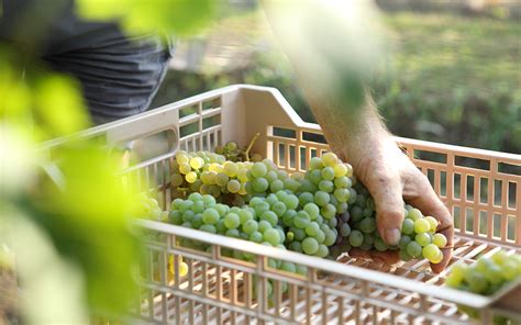 firo di lago vino bianco bulgarini online kaufen bei in vino veritas ...