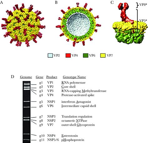 Rotavirus Capsid Structure And Dsrna Genome A Intact Triple Layered