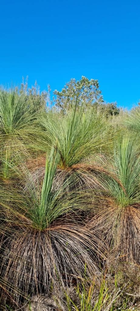 Austral Grass Tree From Rosebud Vic Australia On August