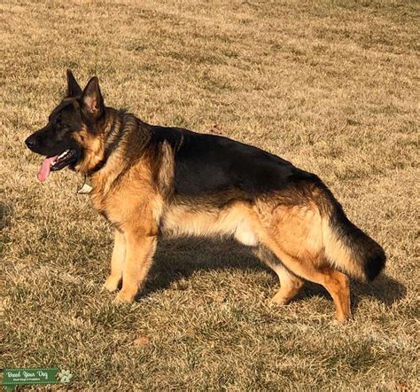 German Shepherd male for stud - Stud Dog in WA, the United States