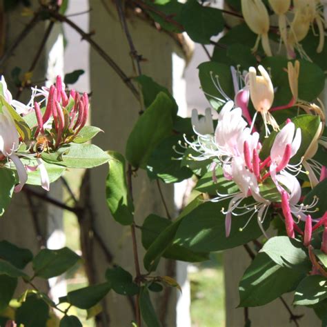 Lonicera japonica var. repens | Yellow House Heritage Perennials