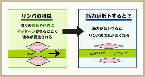 それ「リンパの流れが悪い」サインかも？ リンパの役割や特徴をわかりやすく解説！ （おがちゃん先生） エキスパート Yahooニュース