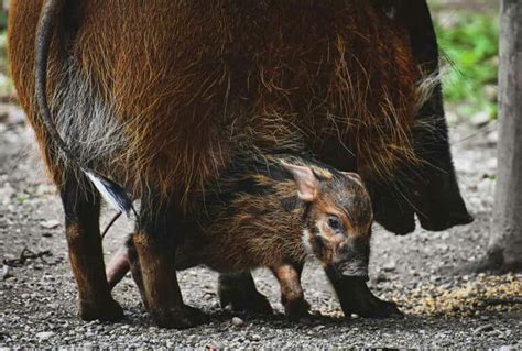 Warum Riechen Wildschweine Nach Maggi Waldpedia De