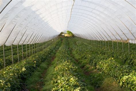 Polytunnel Greenhouse Vegetable Growing Stock Image - Image of ...