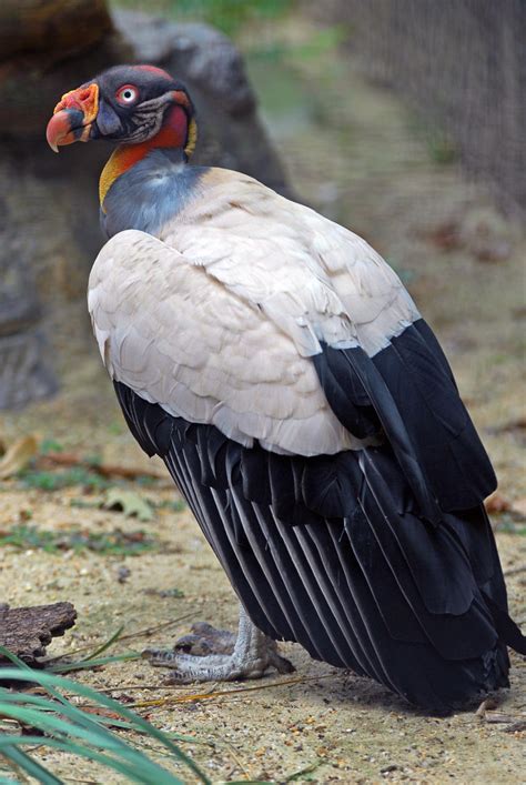 King Vulture Eric Kilby Flickr