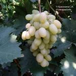 Сорта белого винограда с описаниями и фото