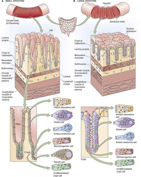 Small Intestine Cell Structure