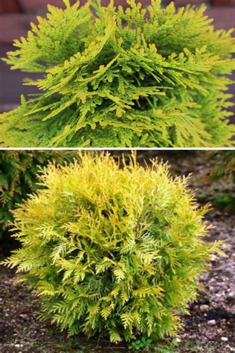 Туя западная Даника Ауреа /Thuja occidentalis Danica Aurea 60+ С25 ...