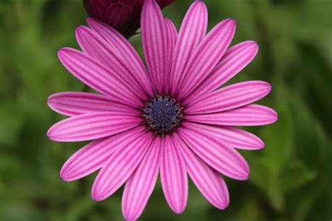 Close-up of Pink Flower Blooming Outdoors · Free Stock Photo