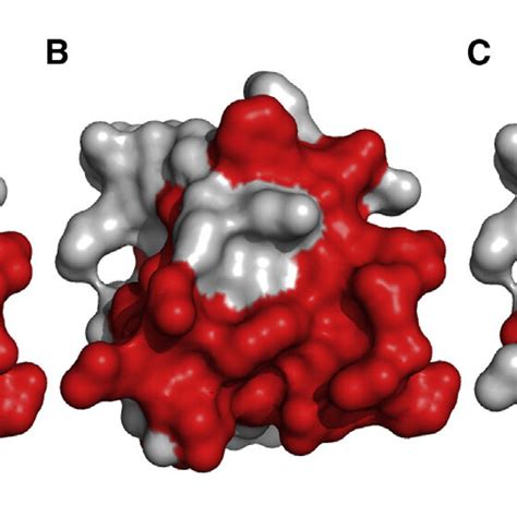 Mapping Of Binding Interfaces Between The Nsh3 Domain And Prms