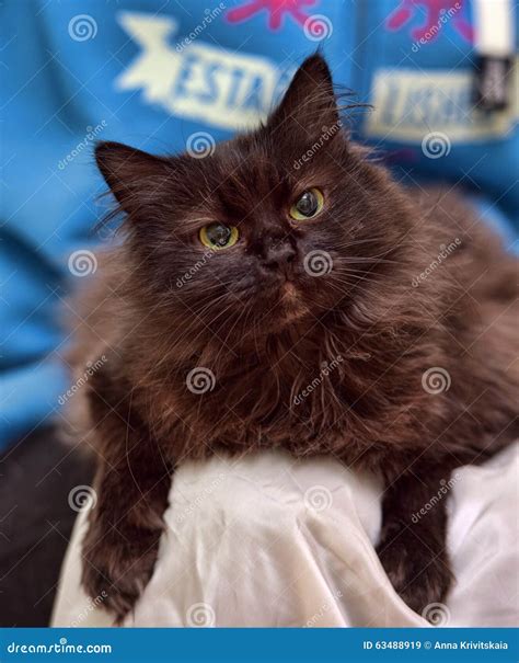 York Chocolate Cat stock image. Image of friendship, black - 63488919