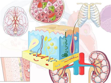 Free 3000 Professionally Illustrated Medical Graphics