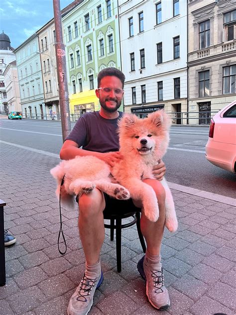 akita with long hair : r/akita