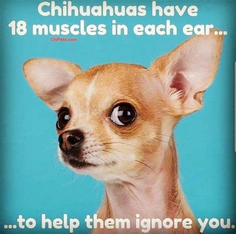 15 Funny Chihuahua Memes That Will Make Your Day The Paws