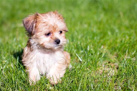 Shorkie: Dog breed characteristics & care