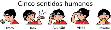 Sentido Do Corpo - Quantos Sentidos Tem O Corpo Humano - BINKEDU