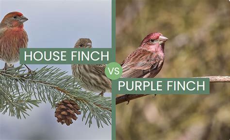 House Finch vs Purple Finch - Differences And Similarities
