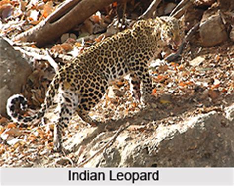 Terai Duar Savanna And Grasslands In India