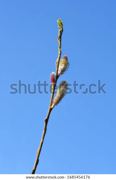 Rose Gold Pussy Willow Latin Name Stock Photo Shutterstock