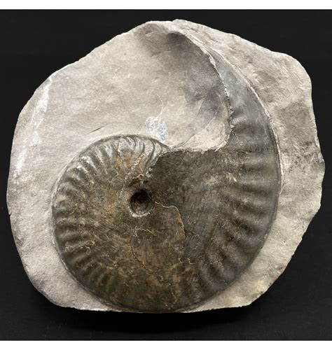 Fossils For Sale Fossils Uk British Lower Jurassic Upper Lias