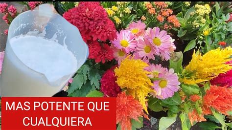 El más potente abono para hacer florecer las plantas que no quieren