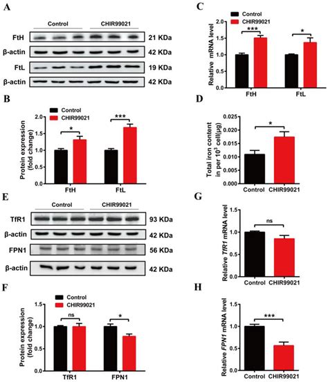 CHIR99021 Maintenance Of The Cell Stemness By Regulating Cellular Iron