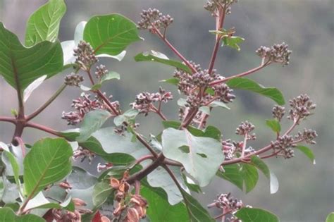 El Árbol de la quina milagroso árbol peruano UNAH ALDIA