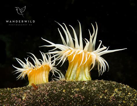 underwater wanderwild photography nz