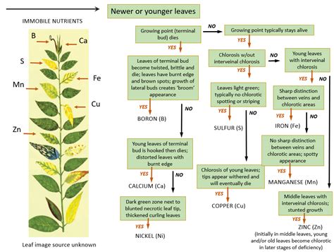 Nitrogen Deficiency In Plants