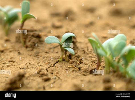 Alfalfa Seedlings Pioneer Research Farm Quarryville Pa Stock Photo