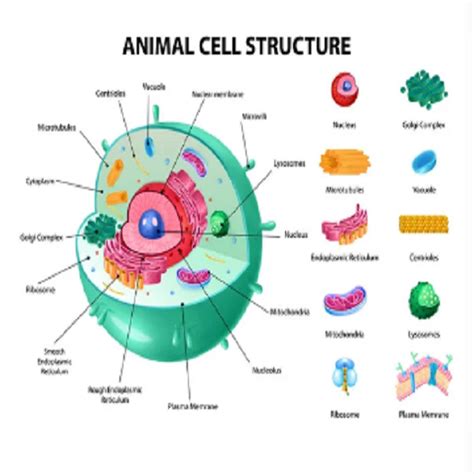 animal cell elmo india